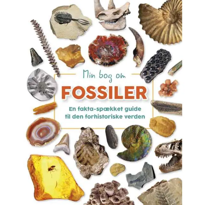 Forlaget Bolden Min Bog Om Fossiler 1